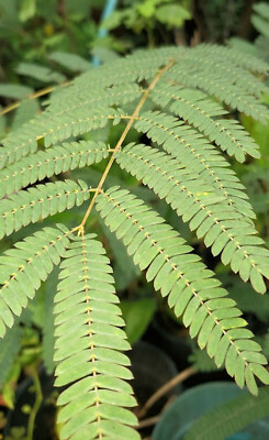 エバーフレッシュ（Albizia saman） エバーフレッシュ（Albizia saman） s-l400.jpg