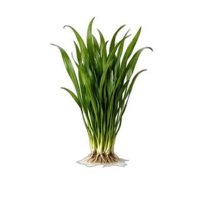 6 Jungle Vallisneria American Val Plants Bare Root Live Aquarium Plants