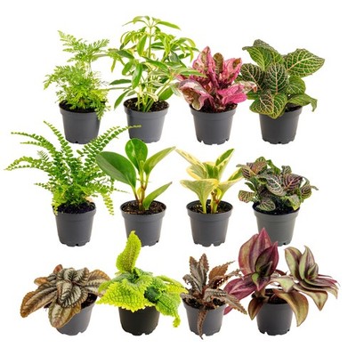 Costa Farms Live Plants (Pack of 12), Easy to Grow Live Indoor Houseplants in...