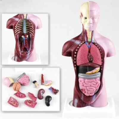 28cm Removable Human Torso Body Model Anatomy Anatomical Medical Internal Organs