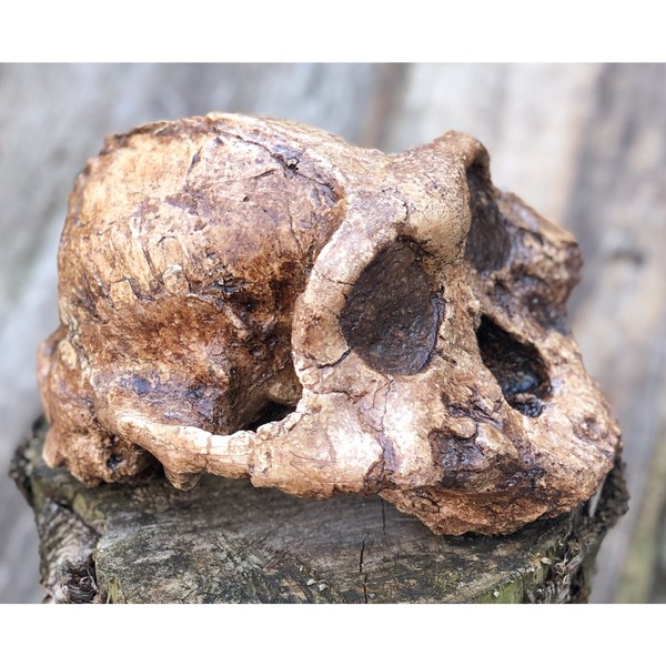 Australopithecus paranthropus boisei Skull KNM-ER 406  1:1 size