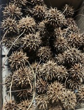 100 Sweet Gum Tree Seed Pods for Craft Projects  Ornaments