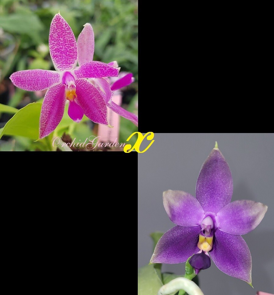 Orquídea Orquídea Phalaenopsis Luedde-violacea x Samera Azul (5L)