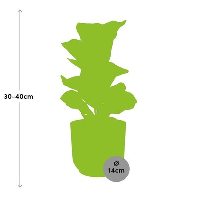 Ficus Lyrata  Bambino  in ELHO Vibes Fold 14cm roze
