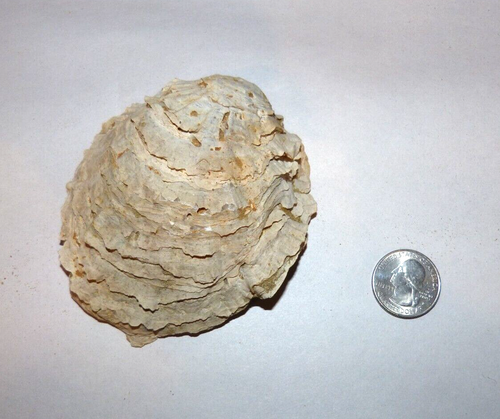 Large Fossil Oyster Shell North Carolina Lee Creek | eBay