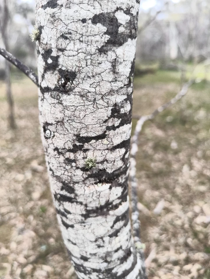 Shredded Acacia Acuminata Bark, Narrow Phylodde Variety - image 2 of 4