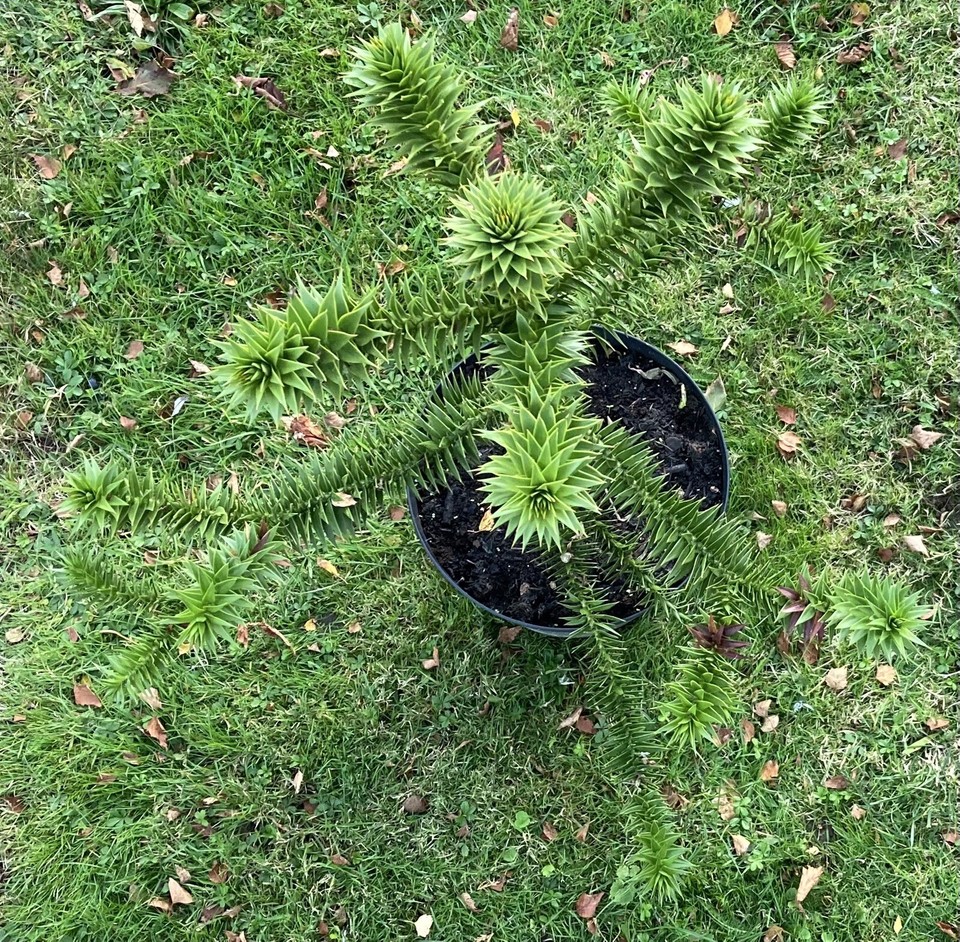 Hardy Monkey Puzzle Tree Plant (Araucaria Araucana) 10 Years Old. U.K