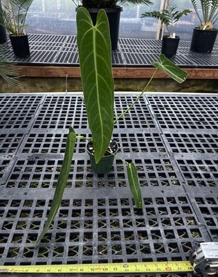 Anthurium (panamense x warocqueanum) x warcoqueanum-lg, beautiful