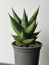 Sansevieria hybrid Juleha