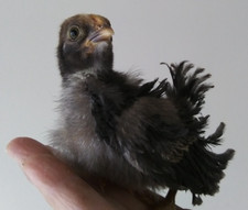 24 Smooth and Frizzled feathered Serama chicken hatching eggs