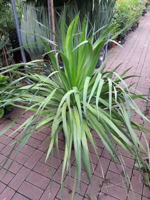 XXL Kanarischer Drachenbaum Dracaena Draco 100-120 cm Zimmerpflanze  Drachenbaum | eBay.de