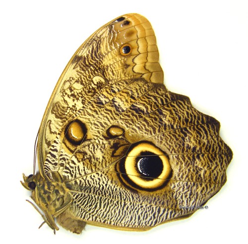 Unmontierter Schmetterling/Nymphalidae - Caligo brasiliensis ssp., weiblich, 80-84 mm - Bild 2 von 2