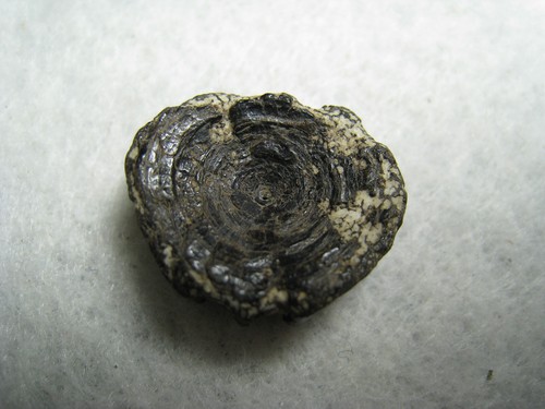 Fossil Fish Vertebrae Ancient Mineralized Bone Stone From Kansas USA 3.3 Grams - Picture 12 of 17