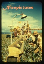 Oahu Pineapple Harvesting Machine in Field circa 1960 Hawaii commercial slide