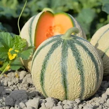 40ct Heirloom Rare French Charentais Melon Seeds  - Sweet Creamy!