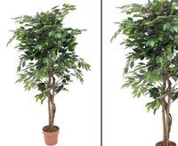 KüNstlicher Ficus Mit 1260 BläTter Im Zementtopf HöHe 180Cm Von Ibizanos