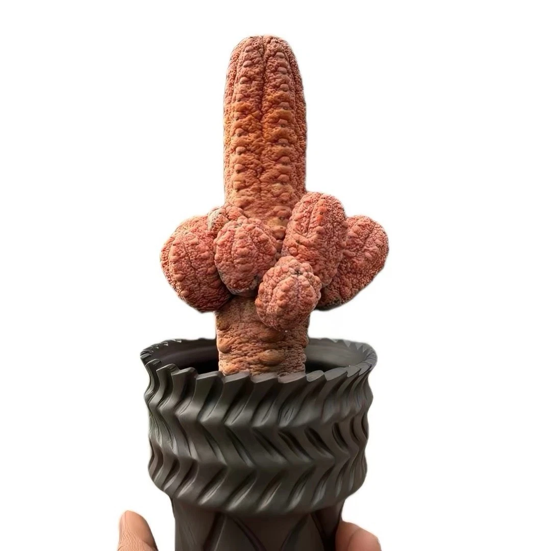 Rare Red Monstrose Euphorbia Cactus Succulent Collector Plant One Of A Kind
Opens in a new window or