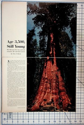 1950s General Sherman Tree Sequoia Article & Spun-lo Lingerie Ad Ephemera