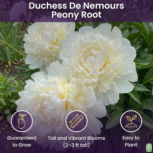 Duchess De Nemours Peony Bulbs - Thumbnail 3