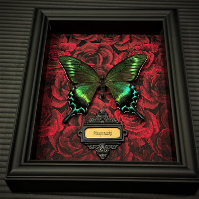 Real Butterfly specimen Home Decor Gift Collection Gothic Wood display Fram
