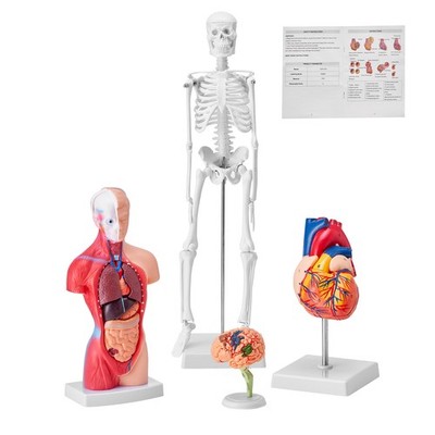 Uimoso Human Anatomy Models Bundle Teaching Set Brain/Torso Body/Heart/Skeleton