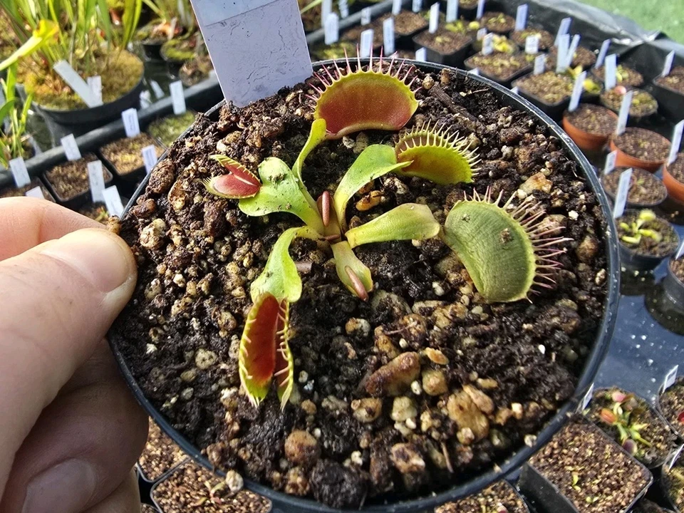 Dionaea muscipula "Lips & Lashes", fleischfressende Pflanzen, Venusfliegenfalle - Bild 1 von 1