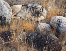 Carl Brenders - One to One - Gray Wolf - S/N Canvas Giclee - Signed - MINT