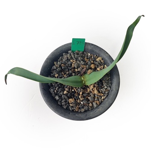 Welwitschia mirabilis a la venta por Little One Plant Nursery - Imagen 15 de 23