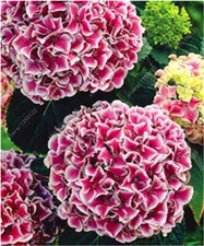 20 SEEDS for Fuchsia Pink HYDRANGEA RARE flower exotic bush plant USA Seller