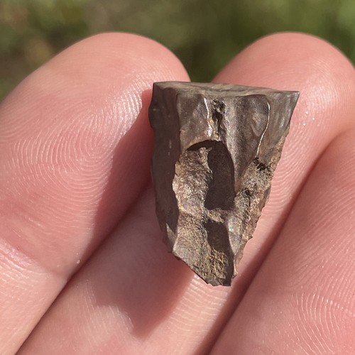 Triceratops Tooth. Hell Creek Formation. 70myo Montanna USA - Picture 3 of 11