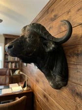 Genuine Large Cape Buffalo Shoulder Taxidermy Mount | Male Bull with Delivery