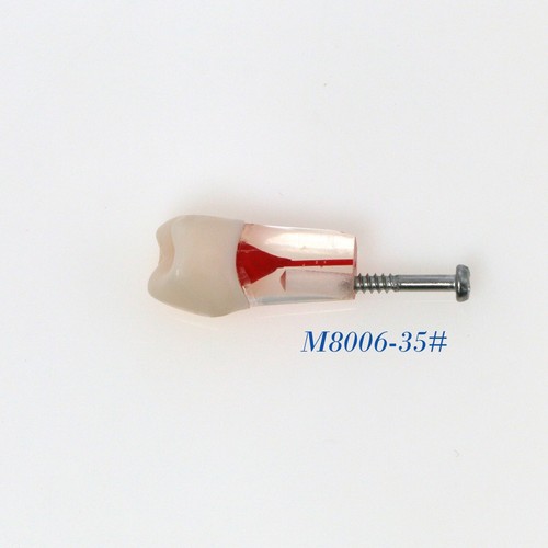 Modelo de dientes de conducto radicular endo dental de 10 piezas para estudio y enseñanza modelo de práctica de ECA - Imagen 18 de 154