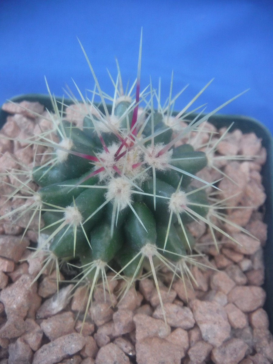 Echinocactus grusonii HYBRID W/Fero gracilis Golden Barrel Cactus