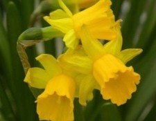 50 Bulbes Jonquilles Narcis 