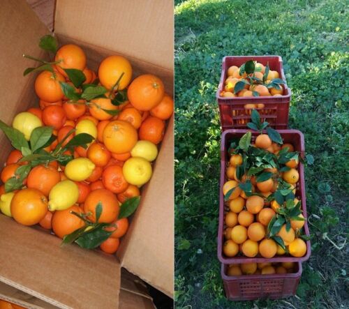 Orangen Frisch von Sizilien kg 17 fur Saft Kostenloser versand Deutschland - Bild 1 von 3