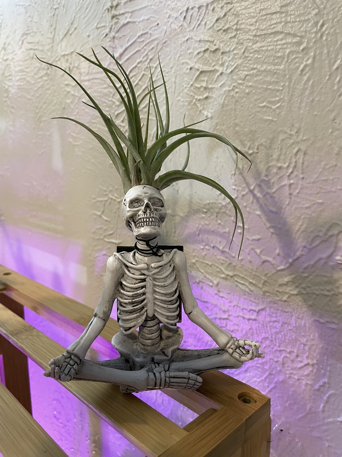 Trader Joes Skeleton Planter