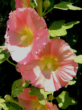 3 x Stock- Bauernrose Alcea rosea Malve ROSE ROT WEISS Staude Sommerblüher SAMEN