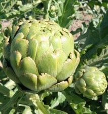 5x Artichoke 'Green Globe' Plug Plants Vegetables - ready now