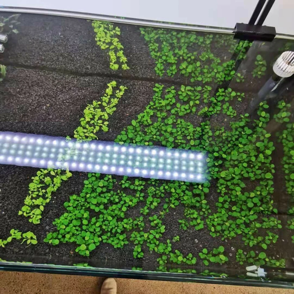 FREE EXPRESS 3XAnubias Nana Petite (10-15 leaves) Aqurium plants - image 4 of 4