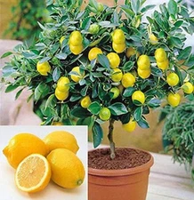 Dwarf Lemon Bonsai Tree  20 Grow a Delicious Fruit Bearing Bonsai Tree, Seed