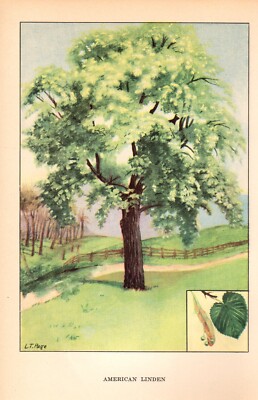 1926 Vintage TREES ''AMERICAN LINDEN'' GORGEOUS COLOR Art Print Lithograph