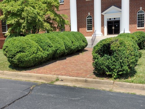 28 American boxwoods - Picture 7 of 7