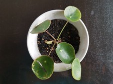 Pilea Peperomioides | Baby-Pflanze