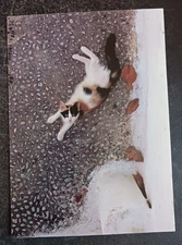 vtg postcard art 1993 Hans Silvester Cats in the Sun cat photography