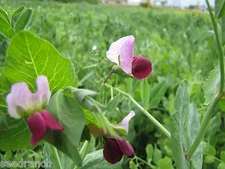 SeedRanch Austrian Winter Pea Seed - 50 Lbs.