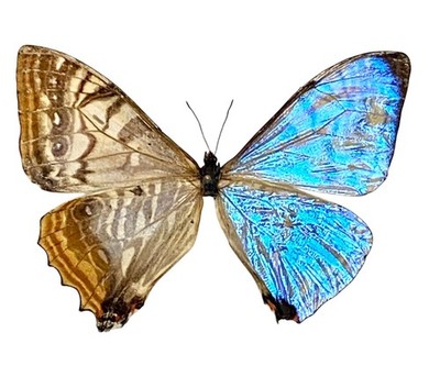 Insect Butterfly Moth Morphidae Morpho sulkowskyi-Bilateral Gynandromorph-Rare!
