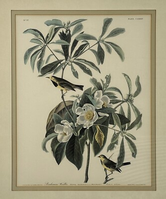 サントドミンゴ専用 Robert Havell after John James Audubon Bachman's Warbler