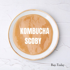 PROBIOTICS SMALL Organic Live Kombucha Scoby Fresh 2" with 1/4 Cup Starter Tea