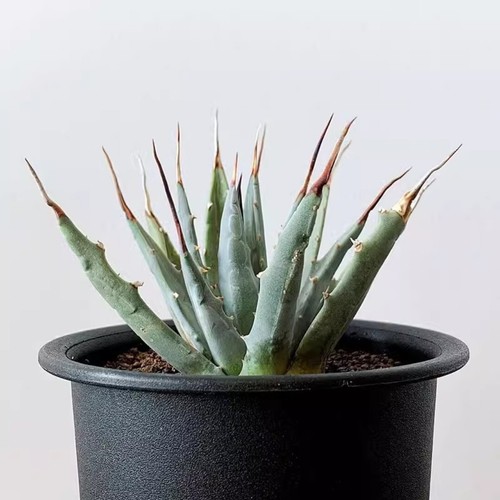 10CM Succulent Agave Plant Agave Utahensis Agavaceae Home Garden Beautiful Plant - Picture 4 of 13