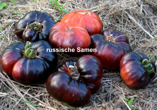  Tomatensamen  "  RED BEUTY  " , Neu 2022 - Afbeelding 1 van 1